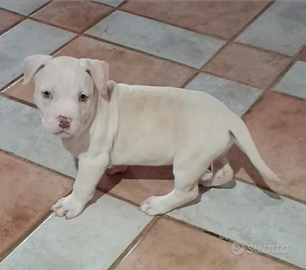 Splendida Cucciola di Pitbull con Pedigree MCKCI
