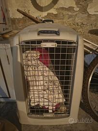 trasportino per cani di media taglia (come nuovo)