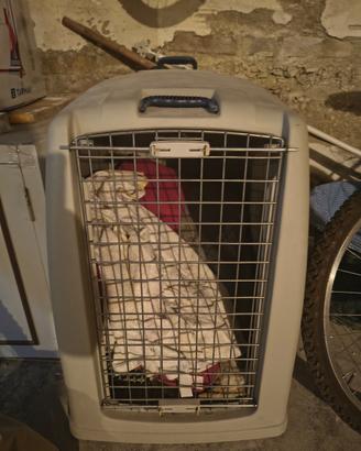 trasportino per cani di media taglia (come nuovo)