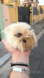 Cavia peruviana