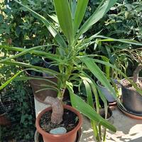 Piante aloe vera, sanseverie , tronchetto felicità