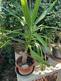 Piante aloe vera, sanseverie , tronchetto felicità