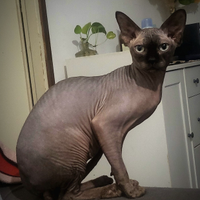 Sphynx per monta