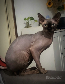 Sphynx per monta