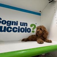 Maltipoo mini toy rosso red Maltese Barboncino