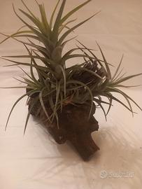 pianta dell'aria- Tillandsia 