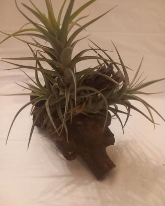 pianta dell'aria- Tillandsia 