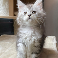 Maine Coon cuccioli