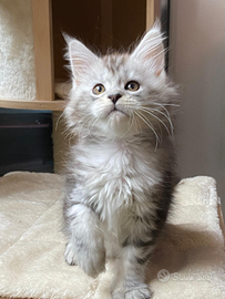 Maine Coon cuccioli