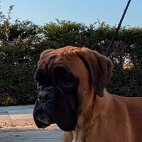 Cucciolona razza boxer femmina 8 mesi