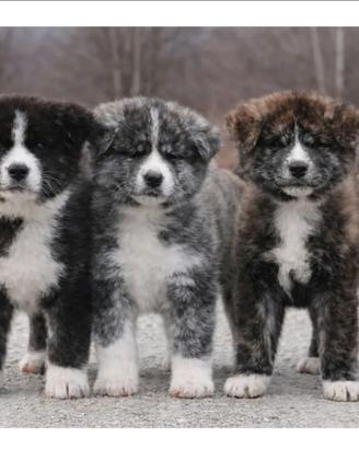 Akita inu