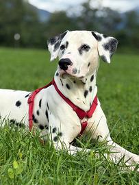 Dalmata maschio disponibile per monta