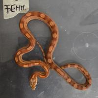 Serpente del grano/elaphe/ baby