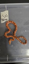 Serpente del grano/elaphe/ baby