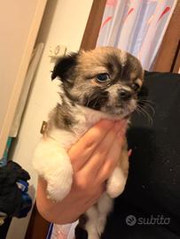 Cucciole chihuahua tot femmine