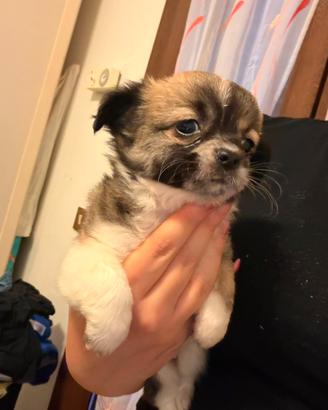 Cucciole chihuahua tot femmine