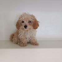 Maltipoo Albicocca chiaro Maltese Barboncino