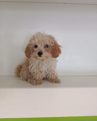 Maltipoo Albicocca chiaro Maltese Barboncino