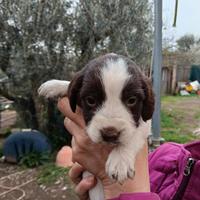 Springer da caccia o tartufi