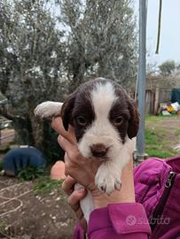 Springer da caccia o tartufi