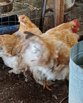 Galline lazio