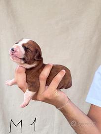 Cuccioli segugi maremmani