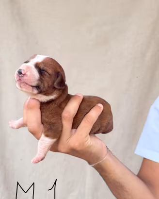 Cuccioli segugi maremmani