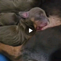 Cucciolo di Bassotto Cioccolato