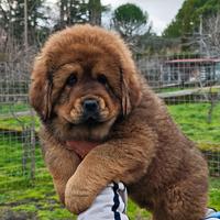 Tibetan mastiff