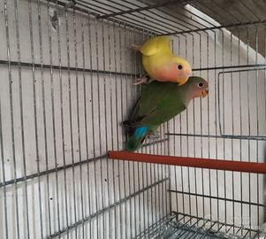 Inseparabili giovani