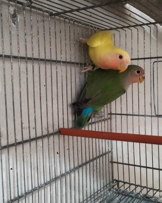Inseparabili giovani