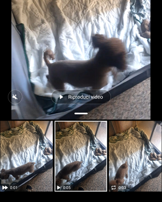 Vendita animali