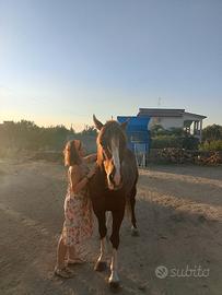 Quarter horse