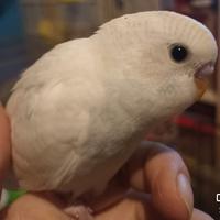 Cocorite allevate a mano