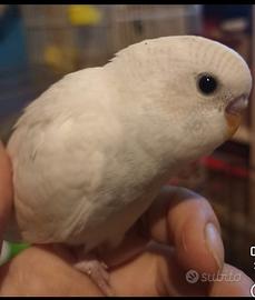 Cocorite allevate a mano