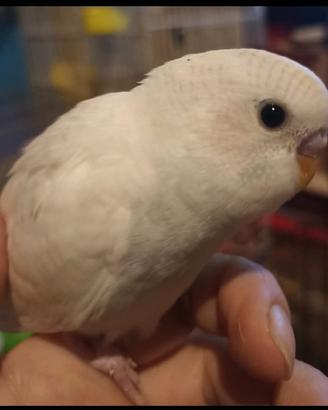 Cocorite allevate a mano