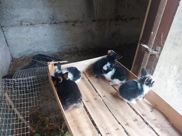 Conigli nani, cuccioli, ariete testa di leone