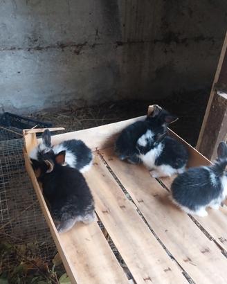 Conigli nani, cuccioli, ariete testa di leone