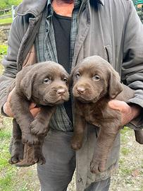 Labrador chocolate