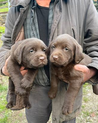 Labrador chocolate