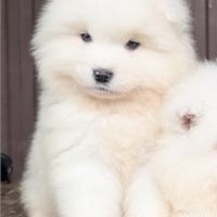 Cuccioli samoiedo con pedigree enci