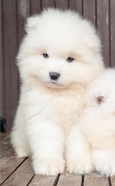 Cuccioli samoiedo con pedigree enci
