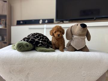 Cuccioli di Barboncino toy