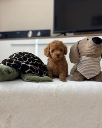 Cuccioli di Barboncino toy