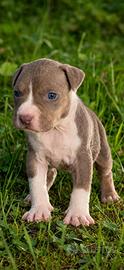 American pitbull terrier