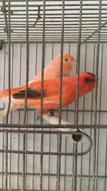 Canarini coppia