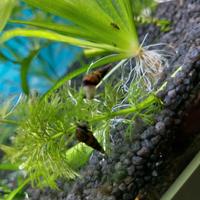 Lumache Trombetta Malesi per acquario