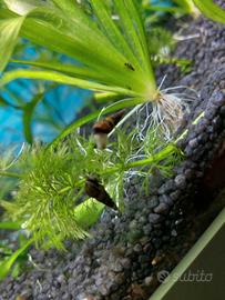 Lumache Trombetta Malesi per acquario