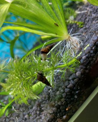 Lumache Trombetta Malesi per acquario