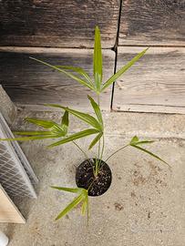 pianta di palma da giardino 